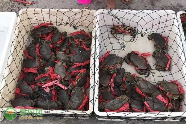 青蟹属于什么档次？-图片版权归惠农网所有