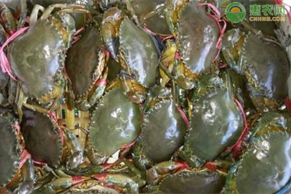 青蟹养殖技术与管理-图片版权归惠农网所有