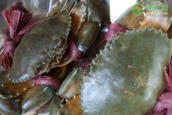 人工养青蟹养殖技巧-图片版权归惠农网所有