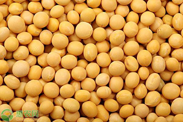 大豆高产种植技术-图片版权归惠农网所有