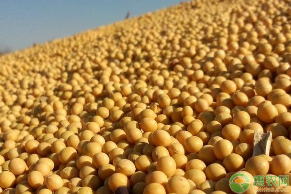大豆高产种植技术-图片版权归惠农网所有