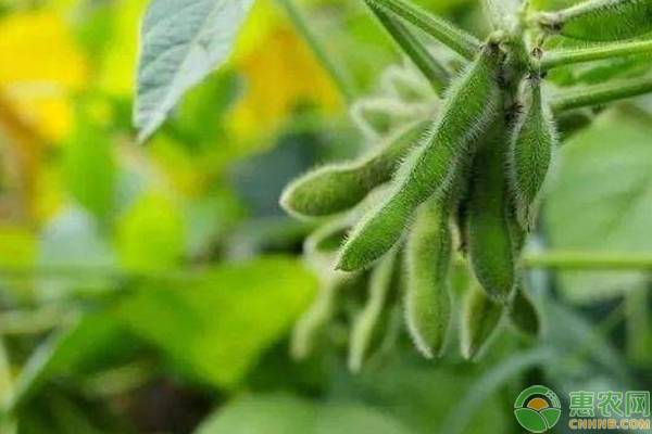 大豆苗期的管理方法-图片版权归惠农网所有