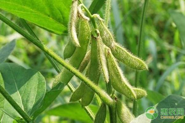 大豆增产技巧有哪些？-图片版权归惠农网所有