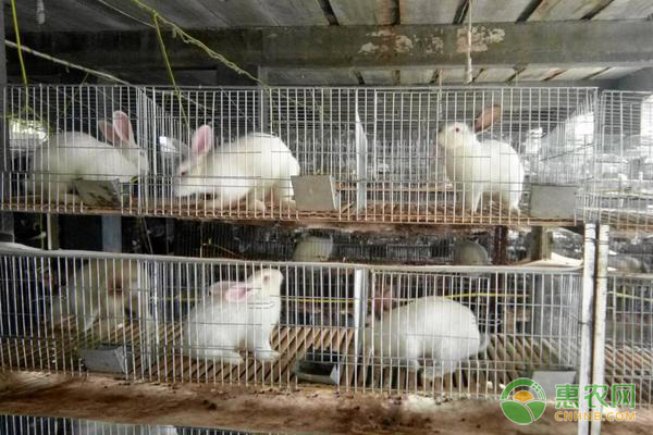 肉兔四季养殖管理要点-图片版权归惠农网所有
