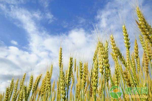 小麦优质高产栽培技术-图片版权归惠农网所有