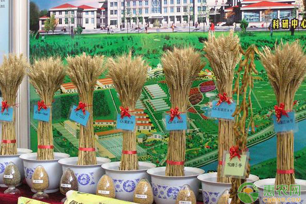 小麦想高产选种很关键！小麦五个选种方法要点-图片版权归惠农网所有