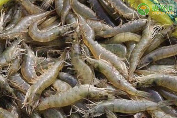 对虾养殖技术和方法-图片版权归惠农网所有