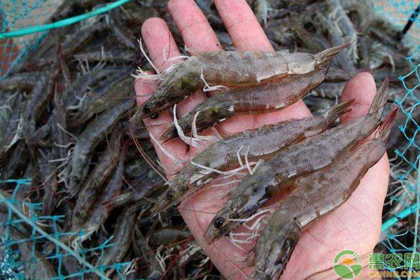 对虾养殖 对虾养殖有哪些要求?日常管理要做好哪些措施?-图片版权归惠农网所有