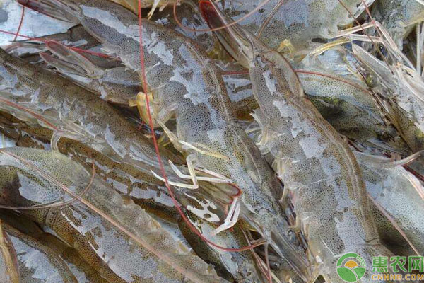 对虾养殖管理 对虾养殖有哪些要求?日常管理要做好哪些措施?-图片版权归惠农网所有