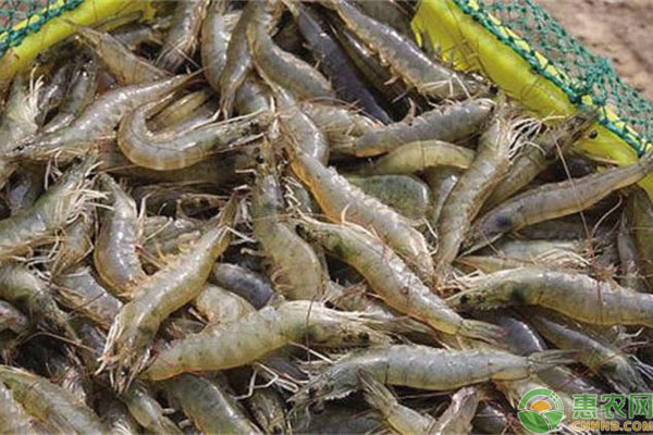 对虾管理要点 对虾养殖有哪些要求?日常管理要做好哪些措施?-图片版权归惠农网所有