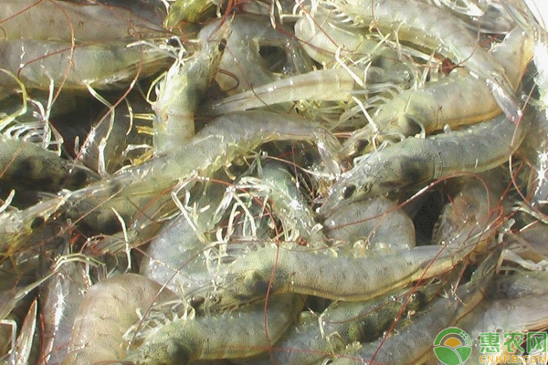 农业农村部农业主推技术：对虾健康养殖技术-图片版权归惠农网所有