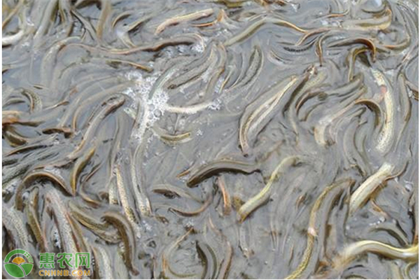 泥鳅高产养殖技术-图片版权归惠农网所有