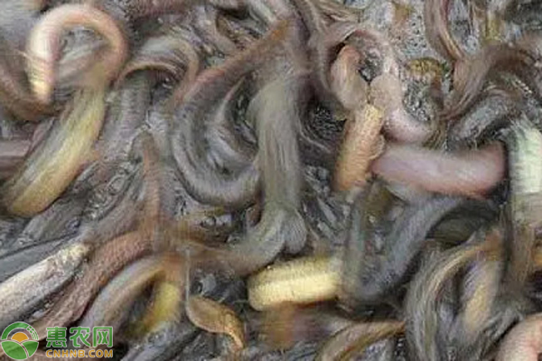 泥鳅养殖方法和技术-图片版权归惠农网所有