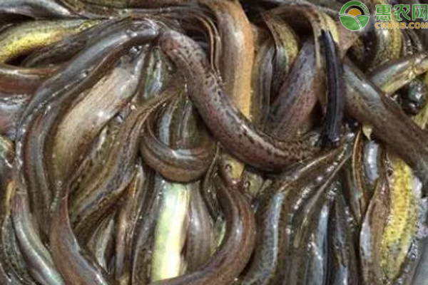 泥鳅养殖方法和技术-图片版权归惠农网所有