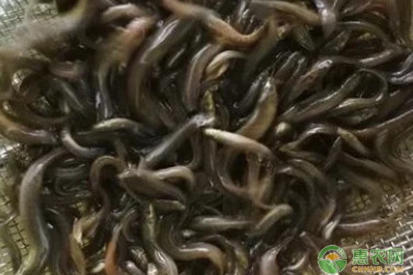 泥鳅养殖方法和技术-图片版权归惠农网所有