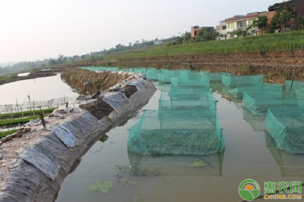 泥鳅网箱养殖技术 泥鳅的网箱养殖技术-图片版权归惠农网所有