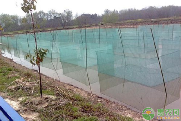 泥鳅养殖 泥鳅的网箱养殖技术-图片版权归惠农网所有