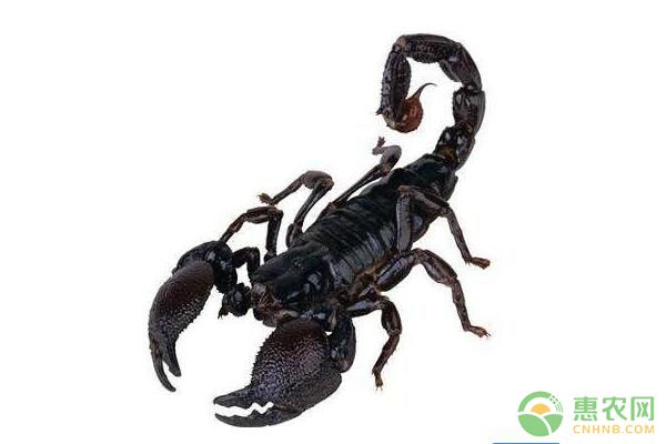 我国常见的蝎子种类有哪些？蝎子人工养殖技术-图片版权归惠农网所有