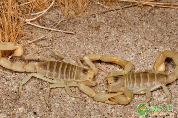 我国常见的蝎子种类有哪些？蝎子人工养殖技术-图片版权归惠农网所有