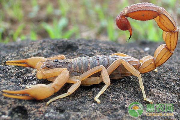 蝎子怎么养？蝎子高效养殖技术-图片版权归惠农网所有