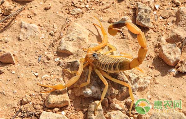 蝎子怎么养？蝎子高效养殖技术-图片版权归惠农网所有
