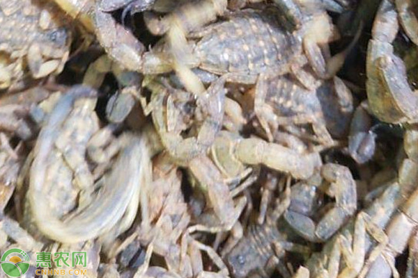 蝎子的引种技术-图片版权归惠农网所有
