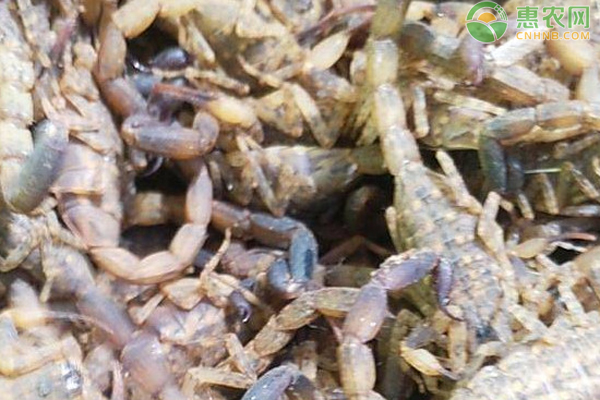 蝎子的引种技术-图片版权归惠农网所有