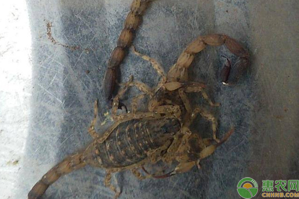 蝎子的引种技术-图片版权归惠农网所有