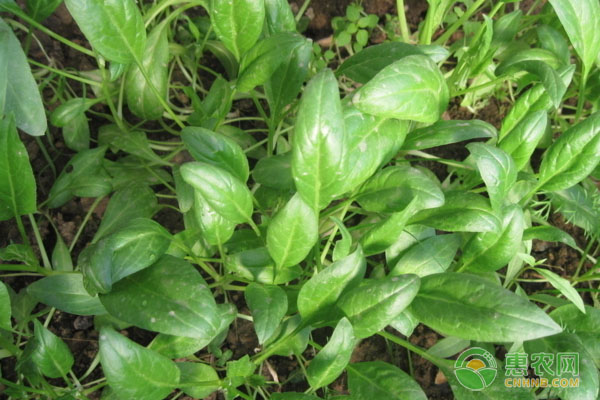 菠菜多久发芽出土？-图片版权归惠农网所有