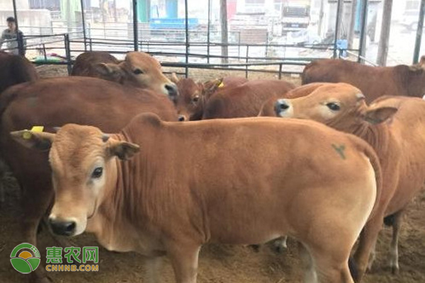 牛的养殖技术和养牛饲料的最佳配方-图片版权归惠农网所有