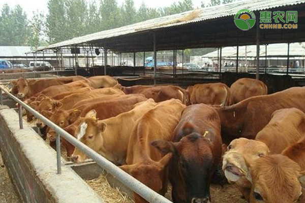 牛的养殖技术和养牛饲料的最佳配方-图片版权归惠农网所有