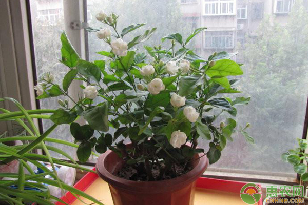 茉莉怎么修剪可以快速复花？-图片版权归惠农网所有