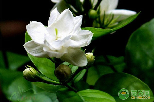 茉莉枝条疯长怎么解决？-图片版权归惠农网所有