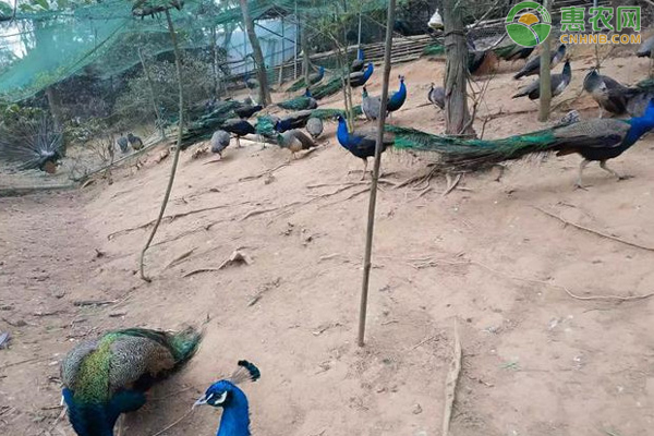 特种养殖孔雀需要办理哪些手续?-图片版权归惠农网所有