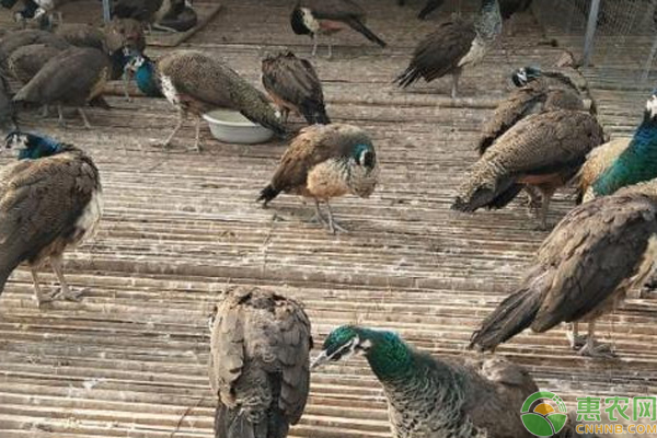 特种养殖孔雀需要办理哪些手续?-图片版权归惠农网所有