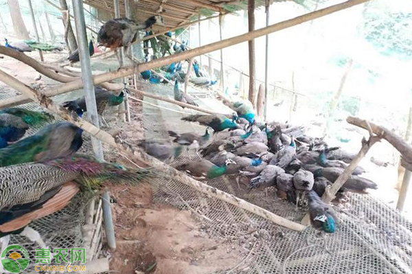 特种养殖孔雀需要办理哪些手续?-图片版权归惠农网所有