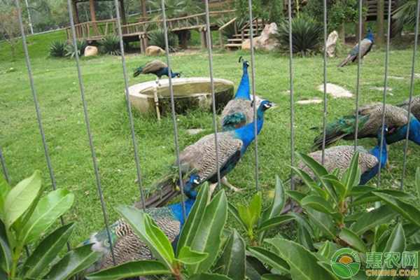 山坡养殖孔雀有好处吗？山坡养殖孔雀优缺点分析-图片版权归惠农网所有