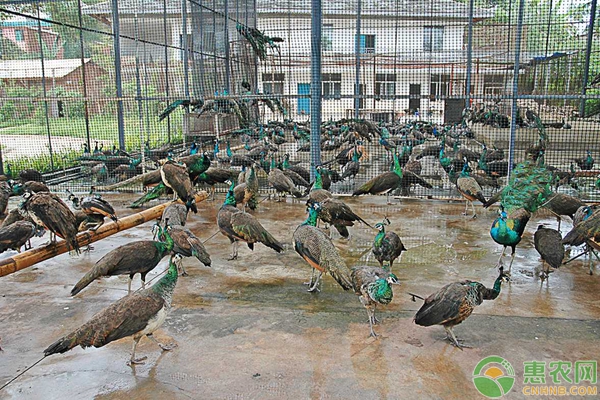 山坡养殖孔雀有好处吗？山坡养殖孔雀优缺点分析-图片版权归惠农网所有