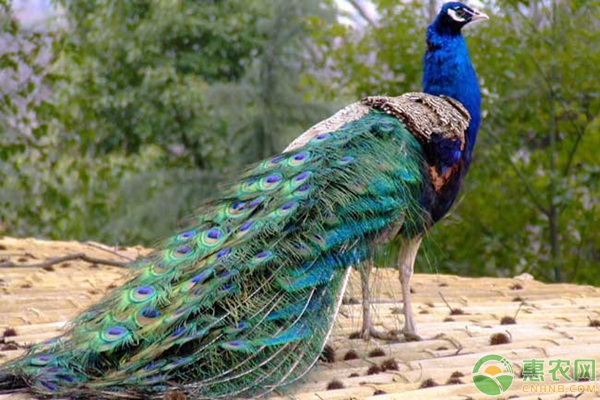 山坡养殖孔雀有好处吗？山坡养殖孔雀优缺点分析-图片版权归惠农网所有