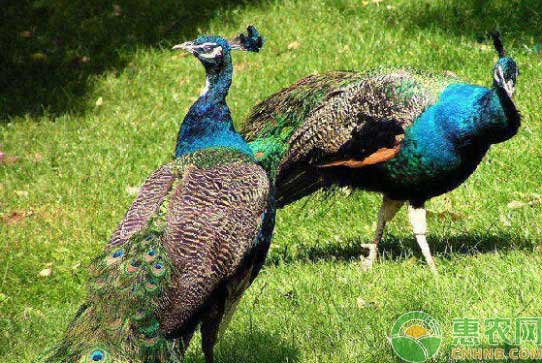 孔雀养殖 孔雀养殖前期四大注意事项-图片版权归惠农网所有