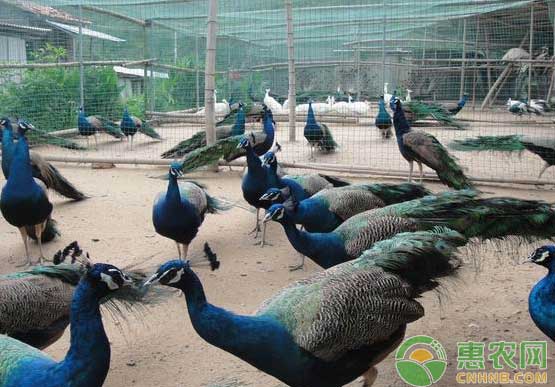 孔雀养殖前期四大注意事项-图片版权归惠农网所有