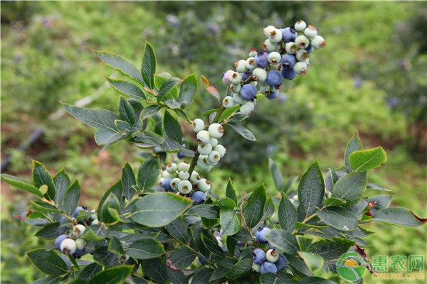 蓝莓种植的方法技巧-图片版权归惠农网所有