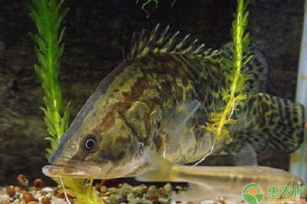 鳜鱼苗吃什么饲料?一年能长多大?怎么养殖?-图片版权归惠农网所有