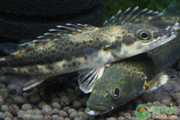 养殖鳜鱼池塘的水浑浊是什么原因？怎样处理？-图片版权归惠农网所有