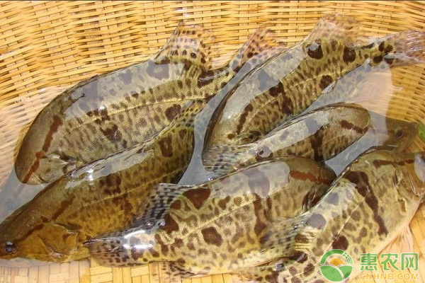 鳜鱼鱼种的暂养及其运输技术-图片版权归惠农网所有