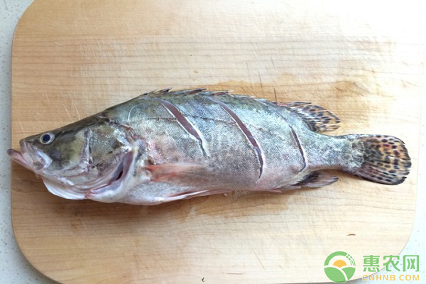 鳜鱼鱼种的暂养及其运输技术-图片版权归惠农网所有