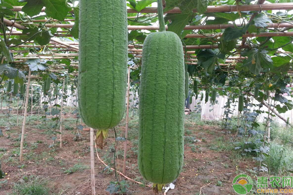 丝瓜种植条件及丰产栽培要点-图片版权归惠农网所有