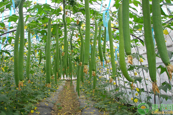 丝瓜种植条件及丰产栽培要点-图片版权归惠农网所有