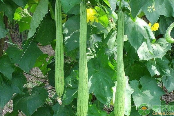 丝瓜种植条件及丰产栽培要点-图片版权归惠农网所有