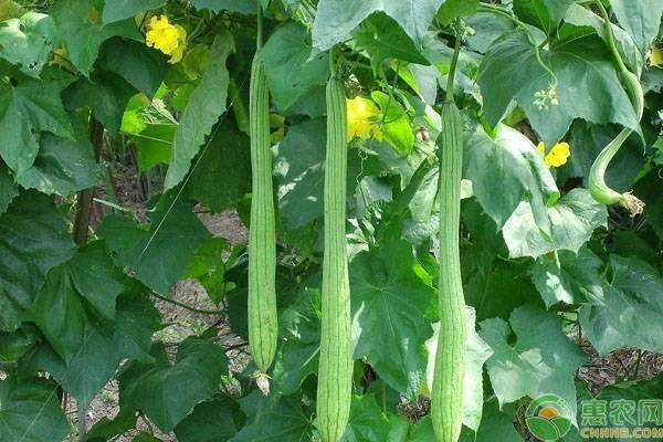 夏季高产丝瓜种植要点-图片版权归惠农网所有